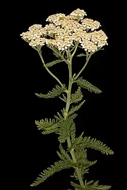 Image 30Yarrow, a medicinal plant found in human-occupied caves in the Upper Palaeolithic period (from History of medicine)