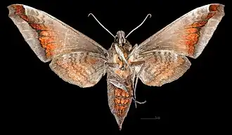 Acosmeryx naga hissarica female ventral