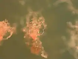 Acrasis rosea (Percolozoa: Heterolobosea)