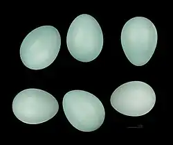 Turquoise-colored eggs