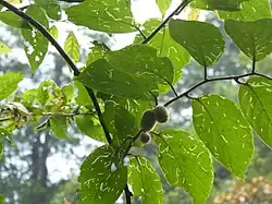 Actinidia eriantha