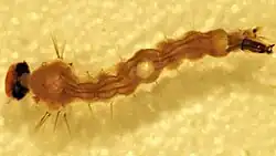 Aedes taeniorhynchus 4th larval instar