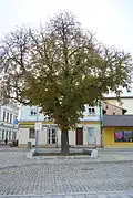 Horse chestnut tree growing where the church's chancel once stood