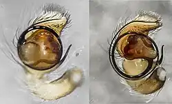 &nbsp;Palpal organs of two species of undescribed Australian Afraflacilla showing the obviously different places on the imaginary clock face at which the embolus arises. These are diagnostic for species, in combination with other characters.