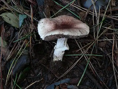 Agaricus porphyrizon P.D.Orton 1960