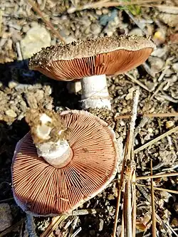 Agaricus incultorum Kerrigan 2016