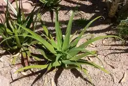 Agave bracteosa (spider agave)