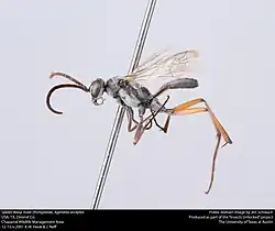 A. accepta (male)