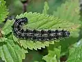 Caterpillar on a stinging nettle in Oberursel, Germany