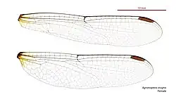 Female wings