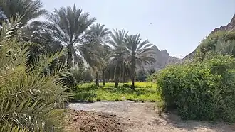 Palm groves and cultivation areas