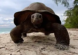 Aldabra_giant_tortoise_2
