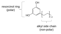 Chemistry diagram of general structure of those found in cereals
