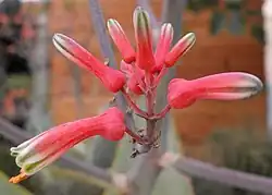 Close-up of flowers.