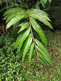 Foliage and immature fruit