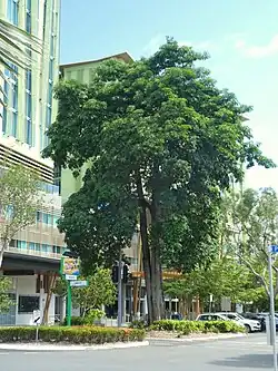 Mature tree in Cairns, Queensland