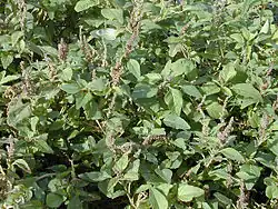 Green amaranth (A.&nbsp;viridis)