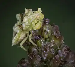 Ambush Bug (Phymata sp.)