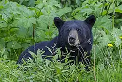 Ursus americanus, 'black bear'