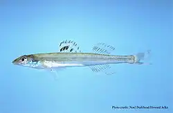 Florida sand darter, Ammocrypta bifascia
