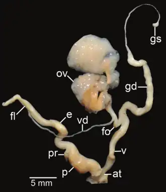 Amphidromus xiengensis; at&nbsp;– atrium; e&nbsp;– epiphallus; fl&nbsp;– flagellum; fo&nbsp;– free oviduct; gd&nbsp;– gametolytic duct; gs&nbsp;– gametolytic sac; ov&nbsp;– oviduct; p&nbsp;– penis; pr&nbsp;– penial retractor muscle; v&nbsp;– vagina; vd&nbsp;– vas deferens