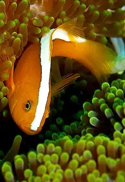 A.&nbsp;sandaracinos (orange anemonefish) lacks a white head bar.