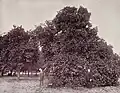 Orange grove in 1893