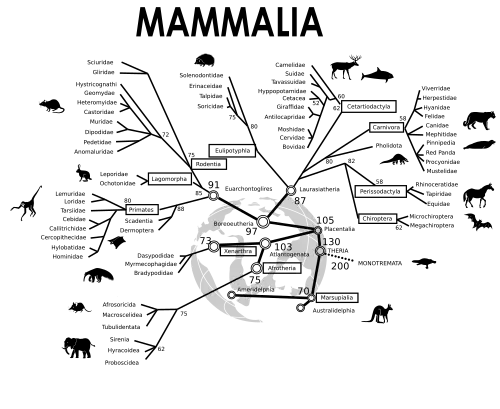 An evolutionary tree of mammals