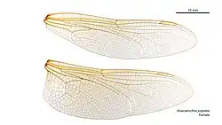 Female wings