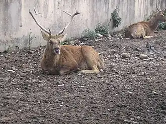 Barasingha