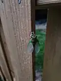 Neotibicen cicada pupating
