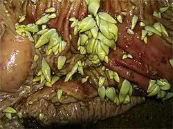 Anoplocephala perfoliata on horse