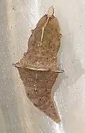 Brown pupa