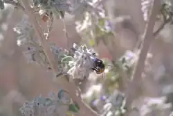 Apis mellifera in Anza Borrego Desert on Hyptis emoryi