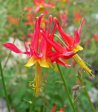 Aquilegia shockleyi flowers