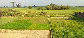 Farms of Arangi village of Kamsar