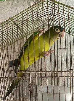 Pet orange-fronted parakeet in a cage in Mexico