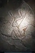 Archaeopteryx fossil