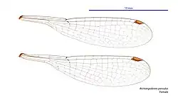 Female wings