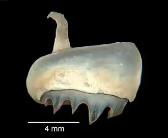 # (1870?), Sucker of the same specimen in lateral view. Photographed in 2006 at the Peabody Museum of Natural History.