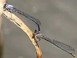 Powdered Dancers in tandem