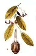 Aristolochia maxima Jacq.