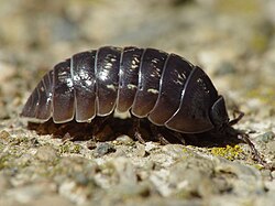 Woodlouse: seven pairs of legs, seven body segments (plus head and tail)