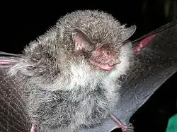 Gray bat