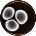 Aspergillus qinqixianii growing on MEAOX plate