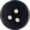 Aspergillus subalbidus growing on CYA plate