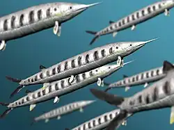 Aspidorhynchus acutirostris