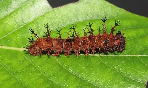 Larva