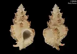 Attiliosa ruthae Houart, 1996