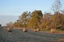 Corn bales along State Route 39